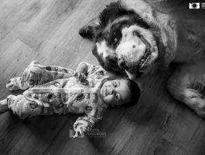 Neeta-Shankar-Photography-Baby-Portfolio-Portraits-with-pets-dog-st-bernard-prestige-shantiniketan