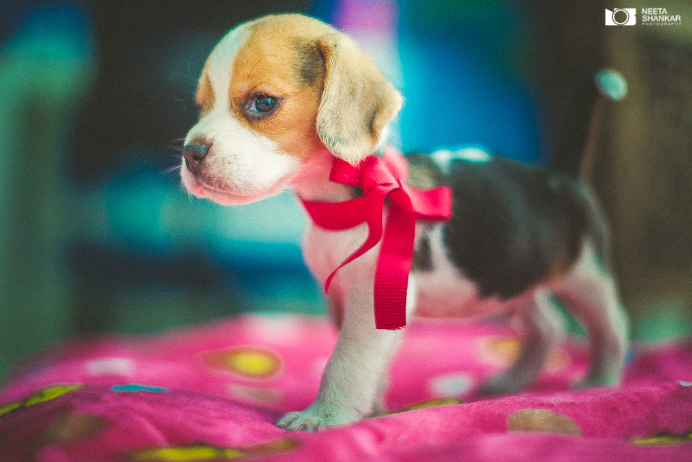 Neeta-Shankar-Photography-Best-Pet-Photographer-Bangalore-India-beautiful-Beagle-Puppy-Photos-dog-tie-bow