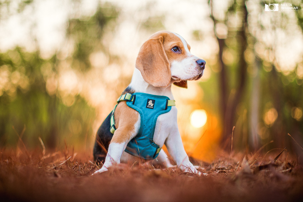 Neeta-Shankar-Photography-Best-Pet-Photographer-Bangalore-India-beautiful-Beagle-Puppy-Photos-dog-tie-bow