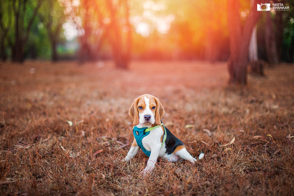 Neeta-Shankar-Photography-Best-Pet-Photographer-Bangalore-India-beautiful-Beagle-Puppy-Photos-dog-tie-bow