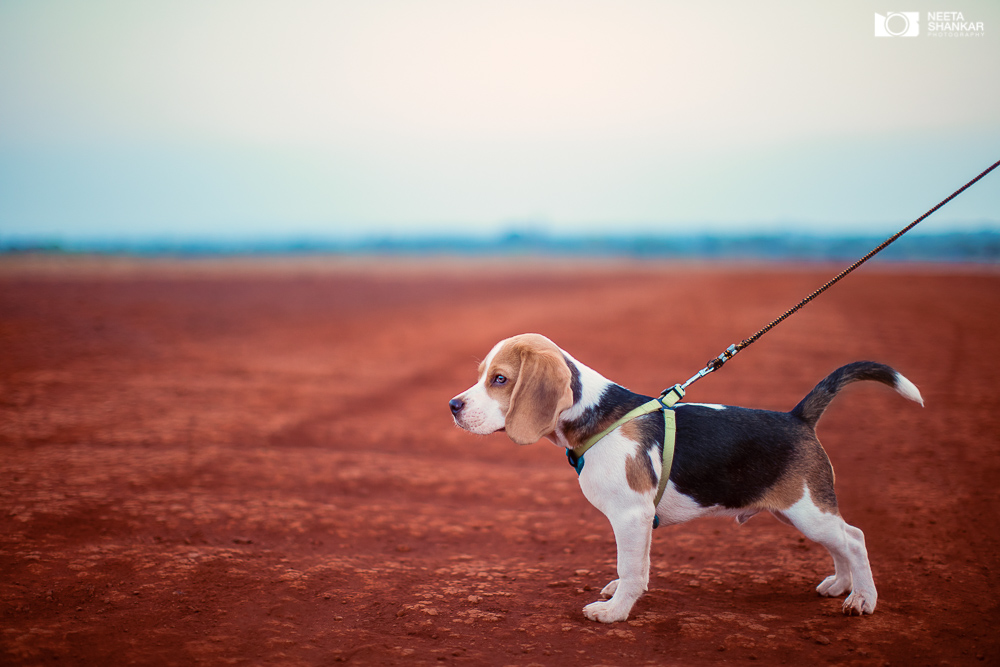 Neeta-Shankar-Photography-Best-Pet-Photographer-Bangalore-India-beautiful-Beagle-Puppy-Photos-dog-tie-bow