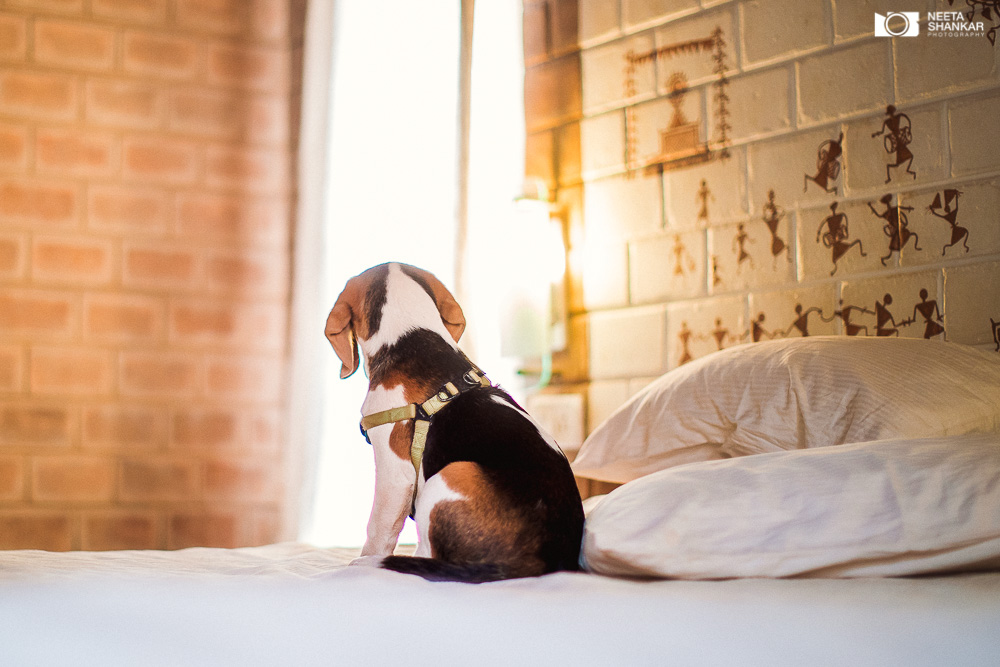 Neeta-Shankar-Photography-Best-Pet-Photographer-Bangalore-India-beautiful-Beagle-Puppy-Photos-dog-tie-bow