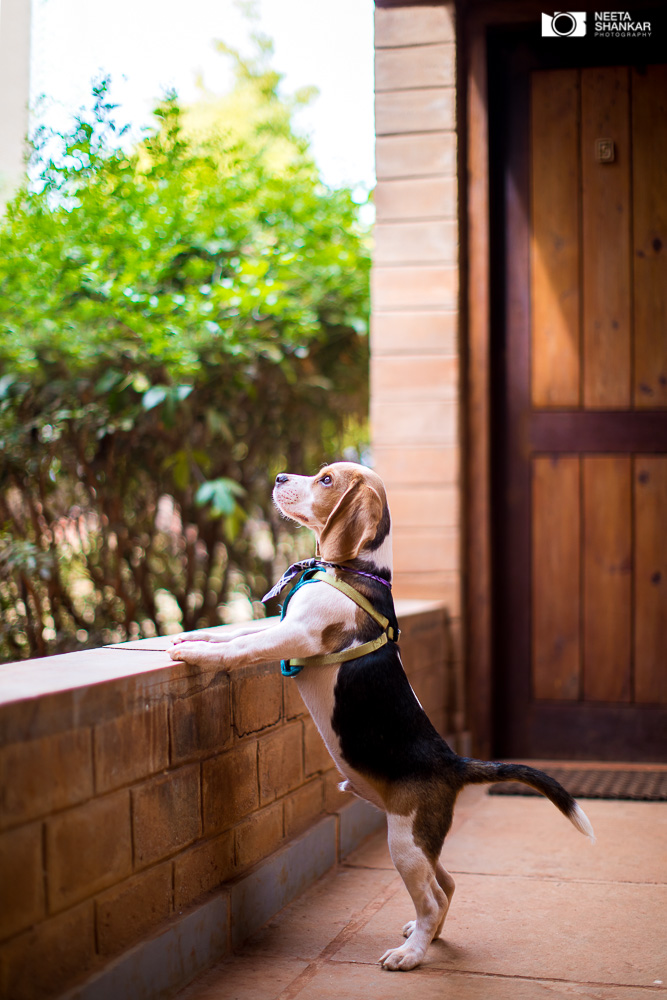 Neeta-Shankar-Photography-Best-Pet-Photographer-Bangalore-India-beautiful-Beagle-Puppy-Photos-dog-tie-bow