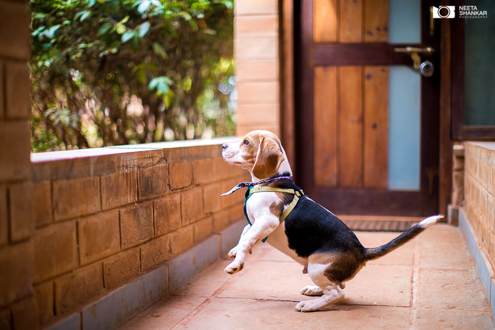 Neeta-Shankar-Photography-Best-Pet-Photographer-Bangalore-India-beautiful-Beagle-Puppy-Photos-dog-tie-bow