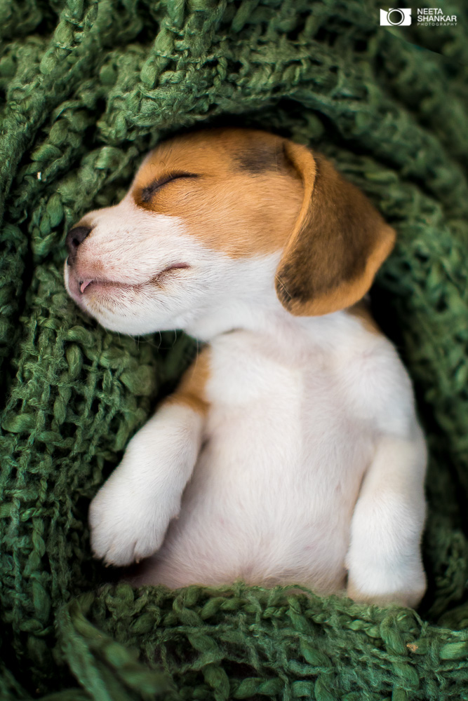 Neeta-Shankar-Photography-Best-Pet-Photographer-Bangalore-India-beautiful-Beagle-Puppy-Photos-dog-tie-bow