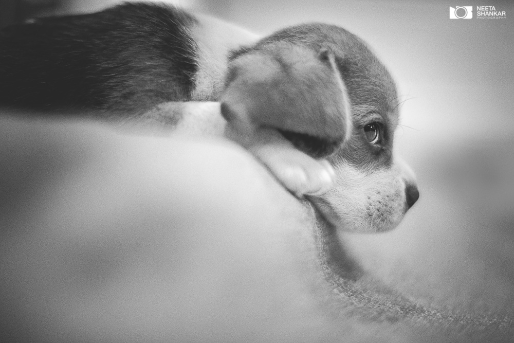 Neeta-Shankar-Photography-Best-Pet-Photographer-Bangalore-India-beautiful-Beagle-Puppy-Photos-dog-tie-bow