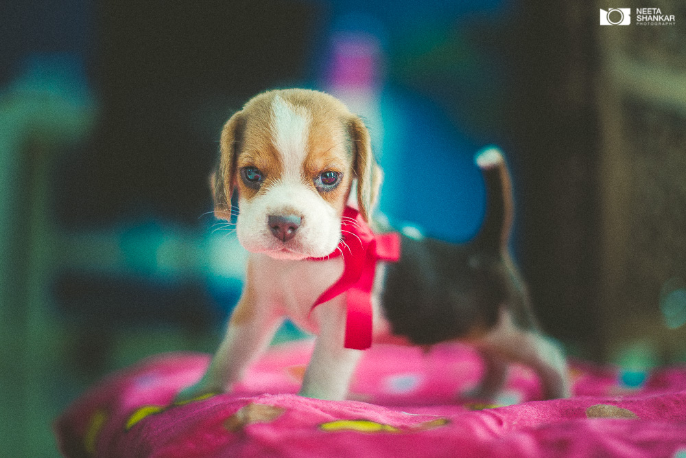 Neeta-Shankar-Photography-Best-Pet-Photographer-Bangalore-India-beautiful-Beagle-Puppy-Photos-dog-tie-bow