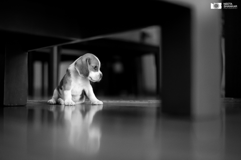 Neeta-Shankar-Photography-Best-Pet-Photographer-Bangalore-India-beautiful-Beagle-Puppy-Photos-dog-tie-bow