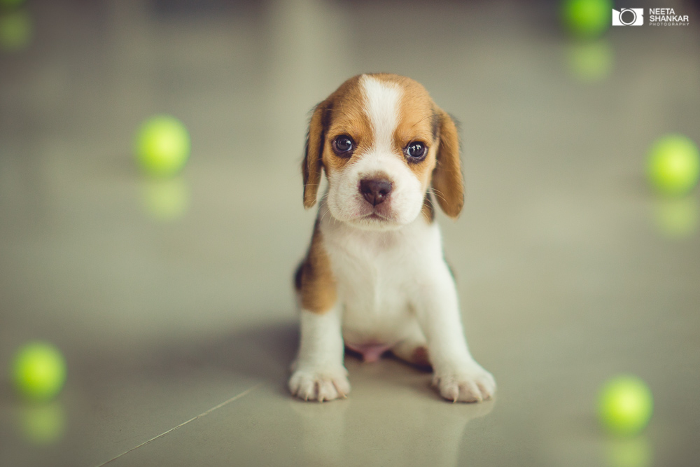 Neeta-Shankar-Photography-Best-Pet-Photographer-Bangalore-India-beautiful-Beagle-Puppy-Photos-dog-tie-bow