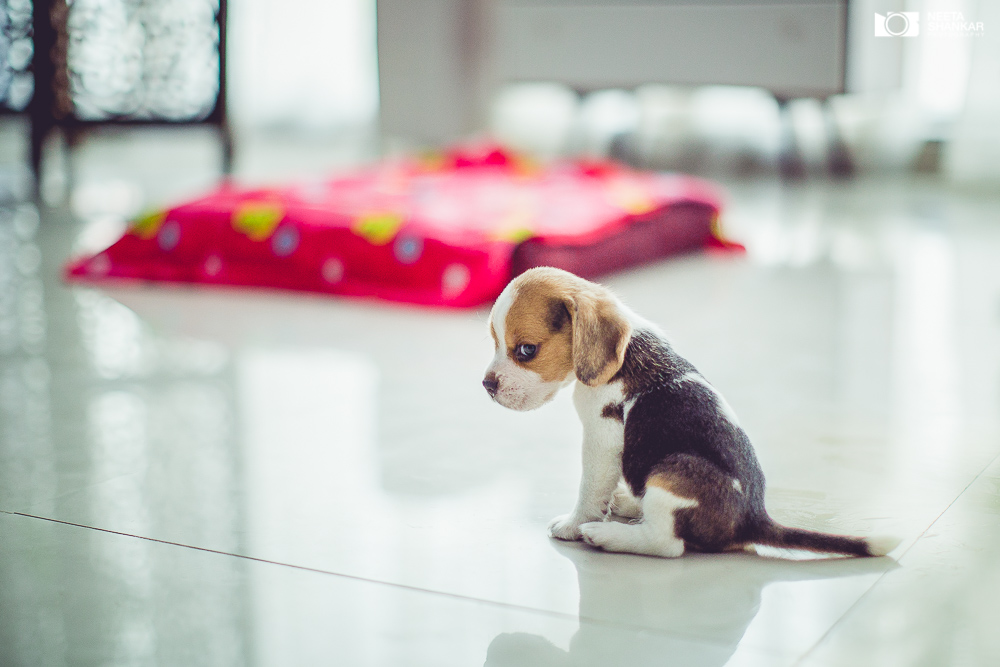 Neeta-Shankar-Photography-Best-Pet-Photographer-Bangalore-India-beautiful-Beagle-Puppy-Photos-dog-tie-bow