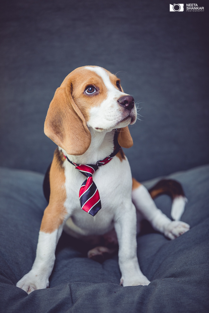 Neeta-Shankar-Photography-Best-Pet-Photographer-Bangalore-India-beautiful-Beagle-Puppy-Photos-dog-tie-bow