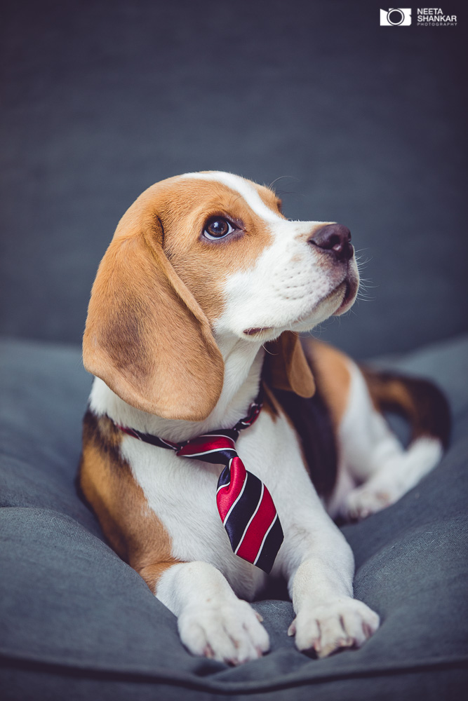 Neeta-Shankar-Photography-Best-Pet-Photographer-Bangalore-India-beautiful-Beagle-Puppy-Photos-dog-tie-bow