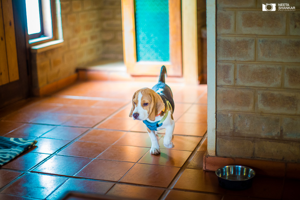 Neeta-Shankar-Photography-Best-Pet-Photographer-Bangalore-India-beautiful-Beagle-Puppy-Photos-dog-tie-bow