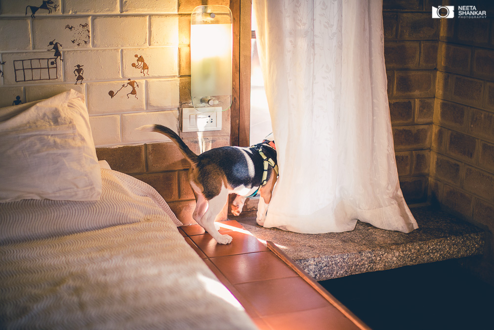 Neeta-Shankar-Photography-Best-Pet-Photographer-Bangalore-India-beautiful-Beagle-Puppy-Photos-dog-tie-bow