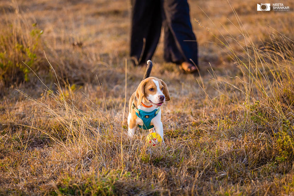 Neeta-Shankar-Photography-Best-Pet-Photographer-Bangalore-India-beautiful-Beagle-Puppy-Photos-dog-tie-bow